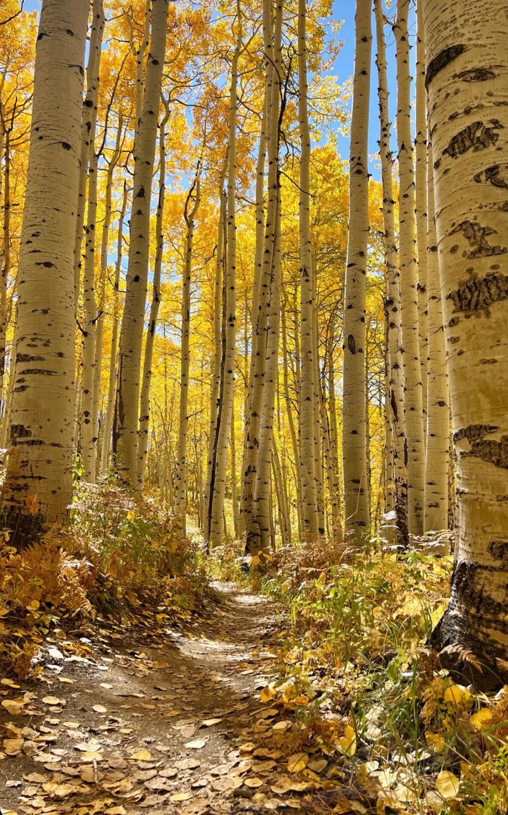A sunlit trail through golden autumn aspens